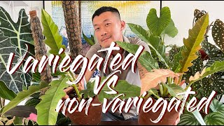 Variegated VS nonvariegated plants [upl. by Frasier]