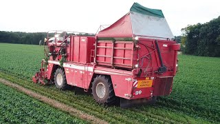 Première récolte de Haricots Verts Frais  CharenteMaritime [upl. by Ignace]