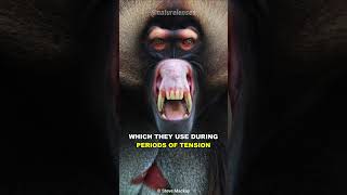 Gelada Baboon  The Scariest Herbivore On Earth [upl. by Yslehc]