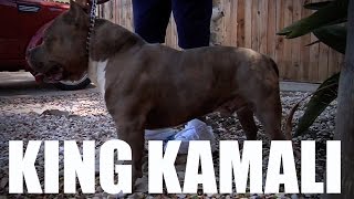 LEGENDARY AMERICAN BULLY KENNEL  PRATTS PITS [upl. by Idac]