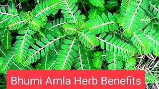 BhumiAmla Herb Nature Benefits [upl. by Lliw30]