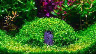 Planted Aquarium  How to Create  Hobbit House [upl. by Ennovehs]