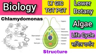 Life cycle of Chlamydomonas  क्लेमाइडोमोनास [upl. by Sedinoel]