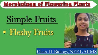 Fruits  Simple Fleshy Fruits  Morphology of Flowering Plants  Class 11 BiologyNEETAIIMS [upl. by Elehcor]