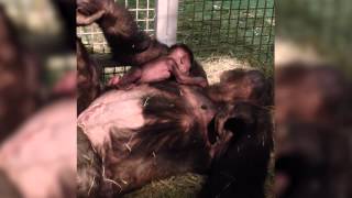 Baby Gorilla Reunited with Mom at San Diego Zoo Safari Park [upl. by Einnoc]