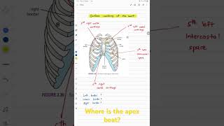 Surface markings of the Heart ❤️How to locate apex beat [upl. by Revilo]