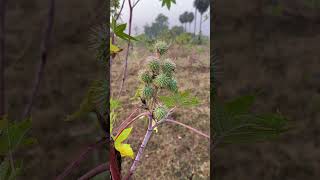 Ricinus communis  Castor oil plant [upl. by Nicolas909]