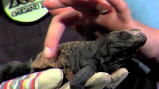 Oakland Zoo on KOFY TV with a Chuckwalla Lizard [upl. by Eiramnaej]