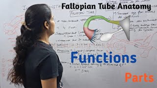 Fallopian Tube  Function Parts  By Reena Sharma  NORCET  Aiims  Cho Staff nurse  Gnm [upl. by Ethe]