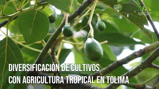 DIVERSIFICACIÓN DE CULTIVOS con AGRICULTURA TROPICAL  TvAgro por Juan Gonzalo Angel Restrepo [upl. by Hpseoj971]