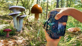 Des champignons partout  POV PHOTOGRAPHIE  Canon RF 85mm f2 macro IS STM  Canon R6 [upl. by Lovel693]