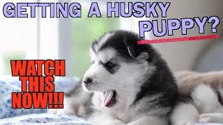 Getting A Husky Puppy WATCH THIS FIRST [upl. by Lertsek]