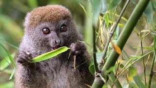 The Cutest Lemur  Island of Lemurs Madagascar Featurette [upl. by Alyhs]