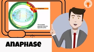 What happens in anaphase [upl. by Enrobyalc]