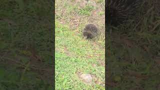 Spiny Anteater hiding head when feeling dangerutube [upl. by Eelessej]