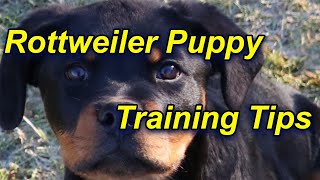 How to train a Rottweiler Puppy [upl. by Bebe459]