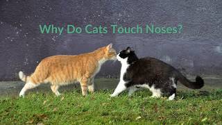 Why Do Cats Touch Noses [upl. by Shirl]