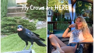 My Crows still visit daily [upl. by Southworth]