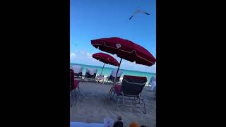 Versace on the beach Acqualina Miami [upl. by Hnoj733]