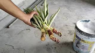 Propagating Yucca Plant  How To Propagate Yucca [upl. by Nitsew]