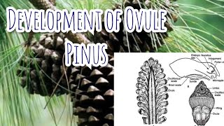 Development of Megasporangium ovule  Pinus  Gymnosperms [upl. by Swain]