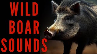 WILD BOAR SOUNDS  Wild Boar Call  maktubytv [upl. by Dorej209]