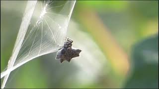 Crab SPIDER Australia [upl. by Row]