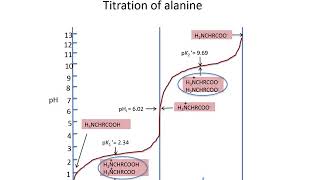 Amino acids AcidBase properties [upl. by Hepsiba]