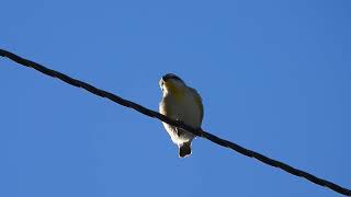 Striated Pardalote Yengarie Qld [upl. by Nwaf740]