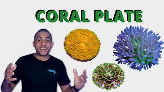 Como manter o Coral Plate  Fungia [upl. by Are]