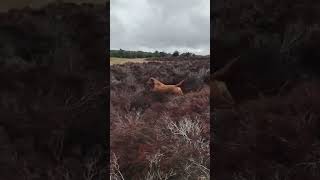 Running among the heather shorts dog slowmotion [upl. by Aleihs]