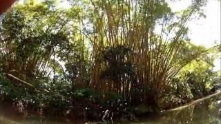 Mangrove Kayak Tour Osa Peninsula Costa Rica [upl. by Norty]