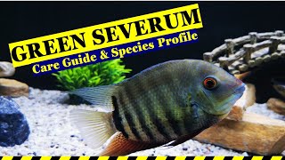 GREEN SEVERUM CARE [upl. by Yance]