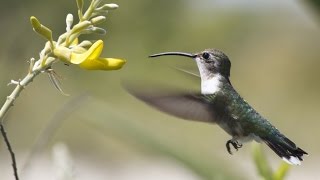 La Vida Secreta del Colibrí Cola Hendida [upl. by Katonah]