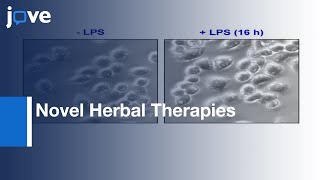 Use Of Animal Model Of Sepsis To Evaluate Novel Herbal Therapies l Protocol Preview [upl. by Uzzi]