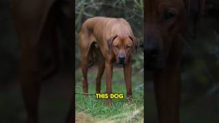 The Rhodesian Ridgeback 🔥 AWESOME Dog [upl. by Kong]