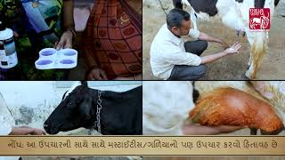 Ethnoveterinary formulation for Blood in MilkGujarati [upl. by Tolland]