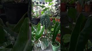 Philodendron X Anthurium plants tanamanindoor nature tanamanhiastermurah garden tanaman [upl. by Tebasile983]