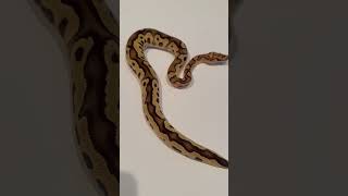 Clown pastel ball python hanging out pet snake animal reptile ballpython snakes pets [upl. by Bikales]