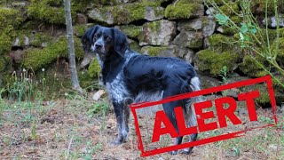 Cão de caça sofreAbertura época caça no Alentejo com Epagneul Breton [upl. by Aseiram]