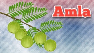 AMLA [upl. by Mari]