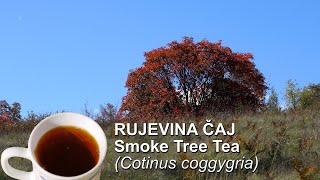 Rujevina čaj  Smoke Tree Tea Cotinus coggygria  4K [upl. by Dent]