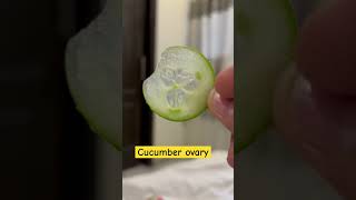 🥒 cucumber placentation ovary and family explained in hindiplantanatomy neetshorttricks [upl. by Erdei]