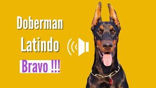 Doberman Latindo muito Bravo Latindo Alto [upl. by Ennagem373]