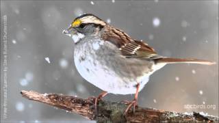 Whitethroated Sparrow Song [upl. by Phillipe]