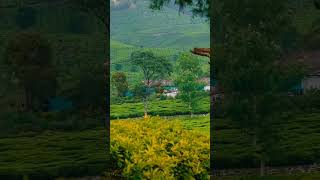 Munnar Hill Station munnar hills shorts shortvideo trendingshorts [upl. by Jennine]