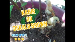 Kabir Chicken or Dekalb Brown [upl. by Adaven]