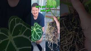 Repotting Anthurium crystallinum with Huge Roots anthuriumcrystallinum anthurium houseplants [upl. by Gnoht]