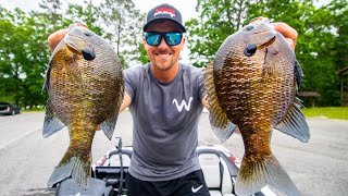 Catching MONSTER BLUEGILL Fishing a HIDDEN LAKE Public Fishery [upl. by Yllaw]