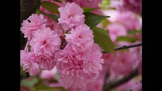 Flowering Cherries  Prunus Kanzan in Peak Bloom on Roosevelt Island NYC [upl. by Norad393]